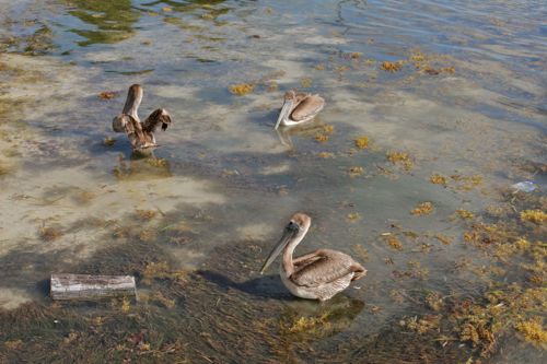 Caye Caulker - 04