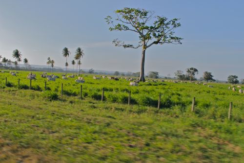 When Weird, Strange, Incredible and Crazy Becomes Normal - Placencia to ...