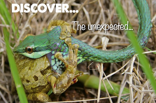 Discover The unexpected...