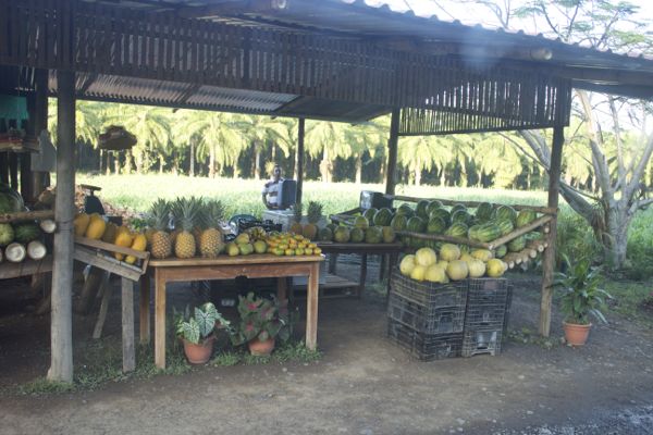 costa rica fruit stand